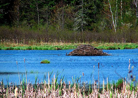 pavola wetlands